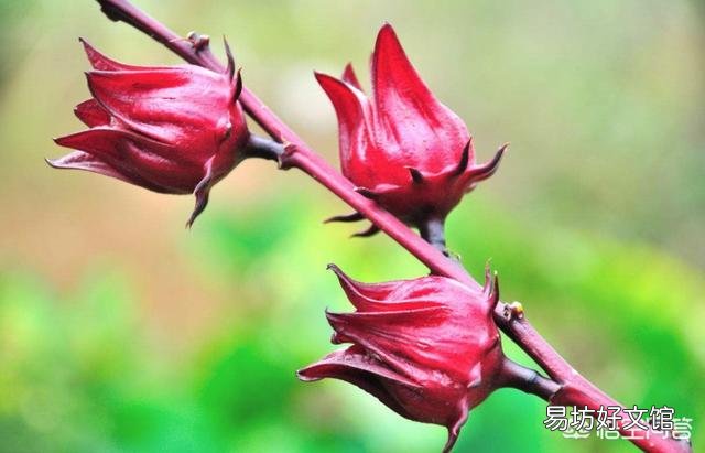 哪些花既可以吃又可以入药?