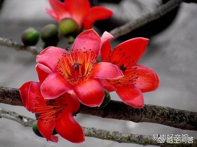 哪些花既可以吃又可以入药?