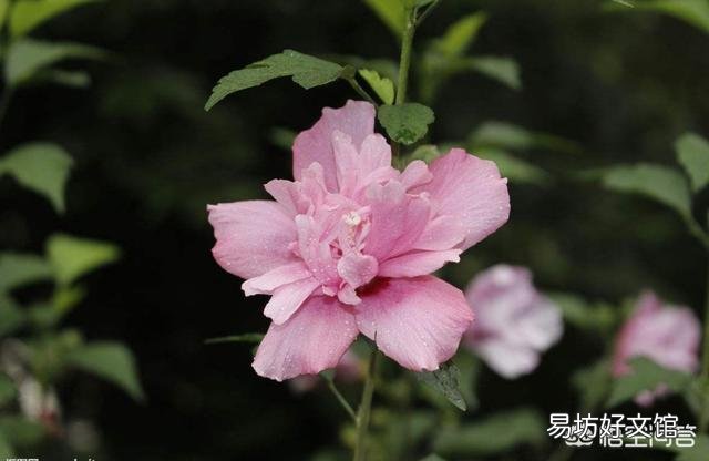 哪些花既可以吃又可以入药?