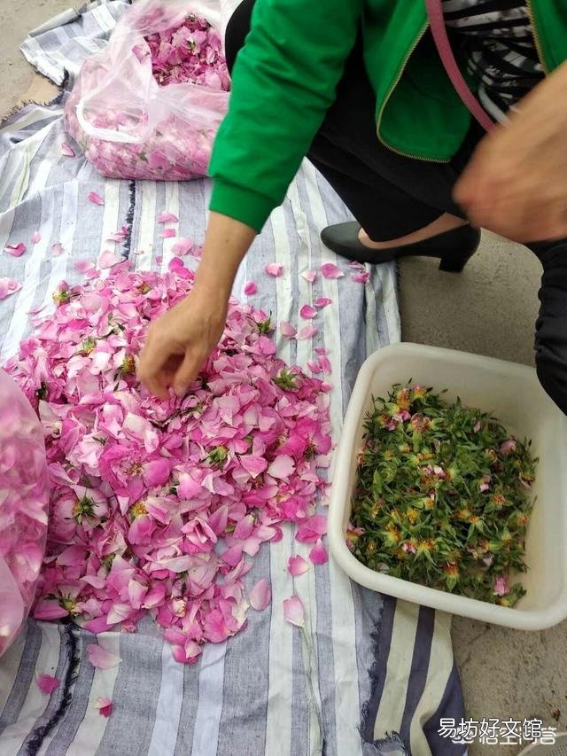 哪些花既可以吃又可以入药?