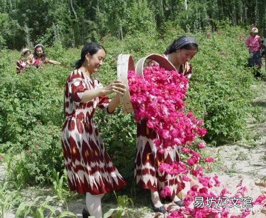 哪些花既可以吃又可以入药?