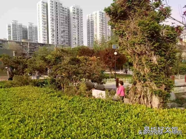 铁线莲什么时候换盆?