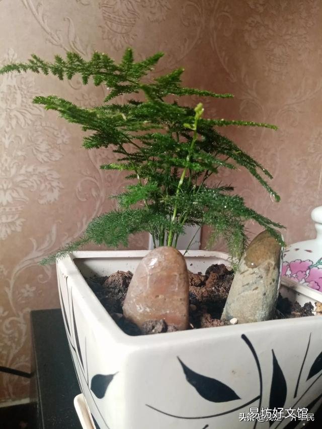 铁线莲什么时候换盆?