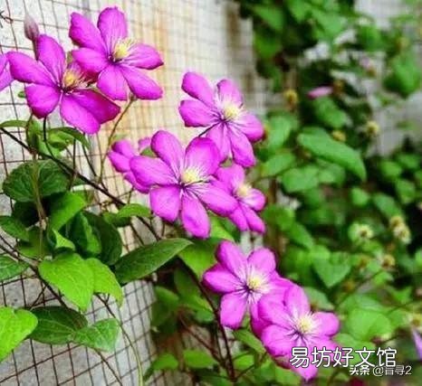 铁线莲什么时候换盆?