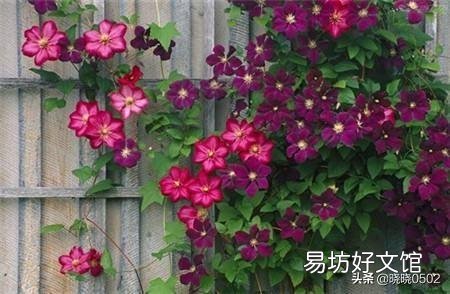 铁线莲什么时候换盆?