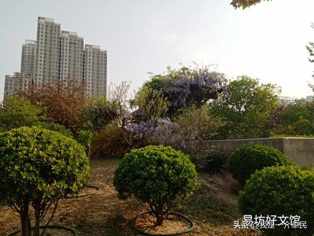 铁线莲什么时候换盆?