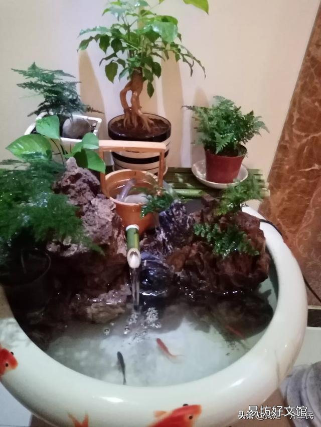 铁线莲什么时候换盆?
