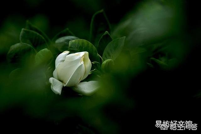 栀子叶花是观叶植物吗,是如何养护的?