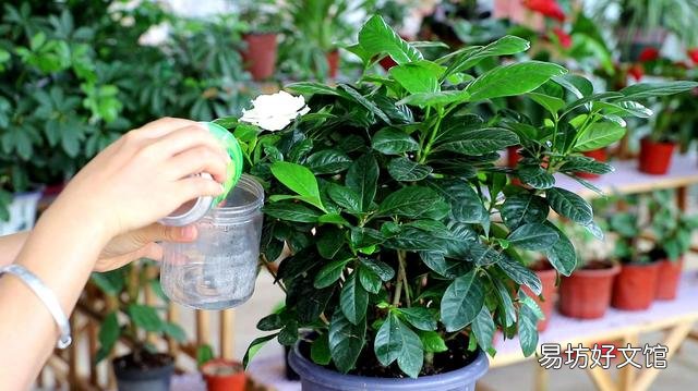 栀子叶花是观叶植物吗,是如何养护的?