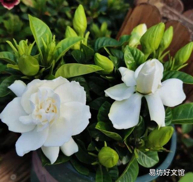 栀子叶花是观叶植物吗,是如何养护的?