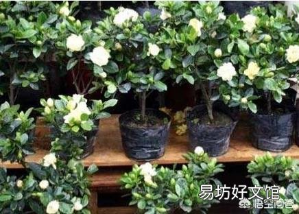 栀子叶花是观叶植物吗,是如何养护的?