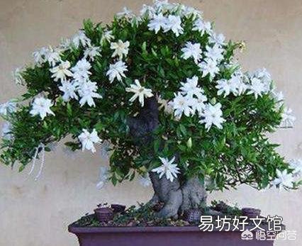 栀子叶花是观叶植物吗,是如何养护的?