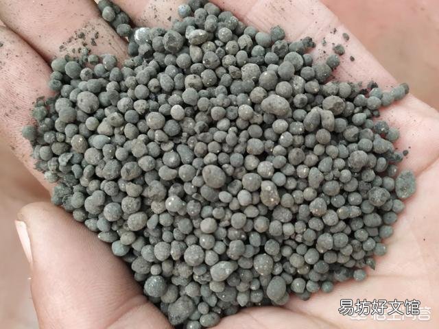 栀子叶花是观叶植物吗,是如何养护的?