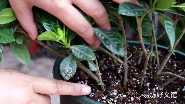 栀子叶花是观叶植物吗,是如何养护的?