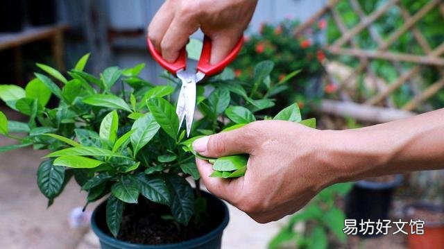 栀子叶花是观叶植物吗,是如何养护的?