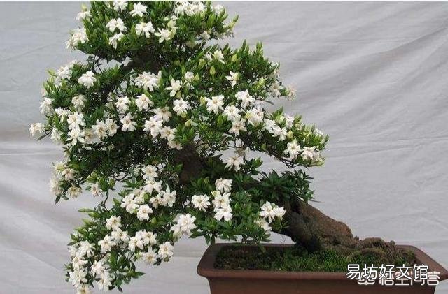 栀子叶花是观叶植物吗,是如何养护的?