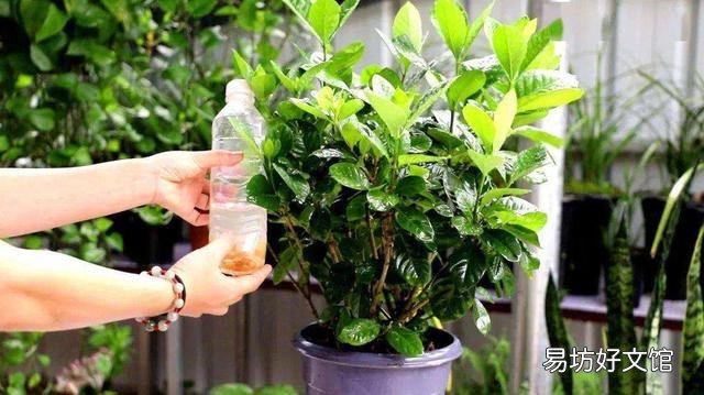 栀子叶花是观叶植物吗,是如何养护的?
