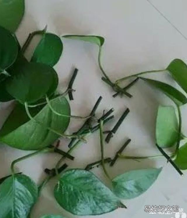 绿萝什么时间扦插最好?