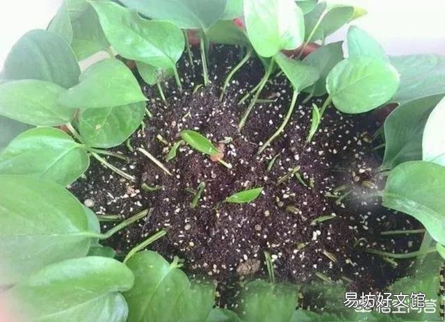绿萝什么时间扦插最好?
