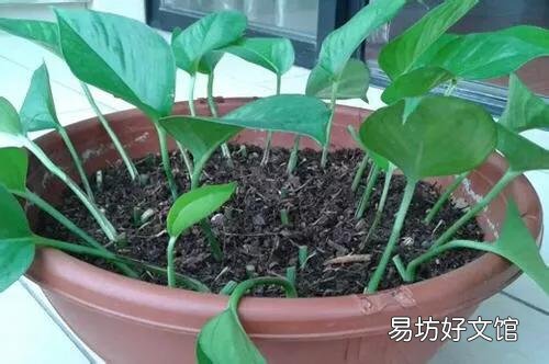 绿萝什么时间扦插最好?