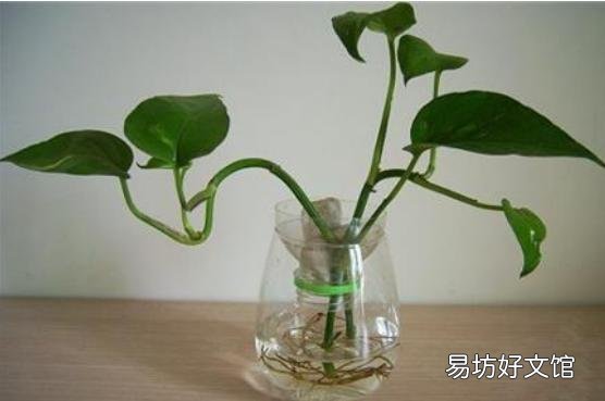 绿萝什么时间扦插最好?