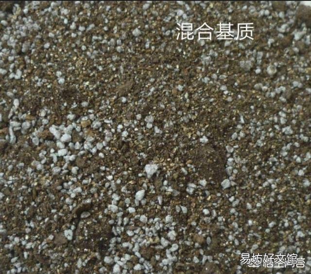 绿萝什么时间扦插最好?