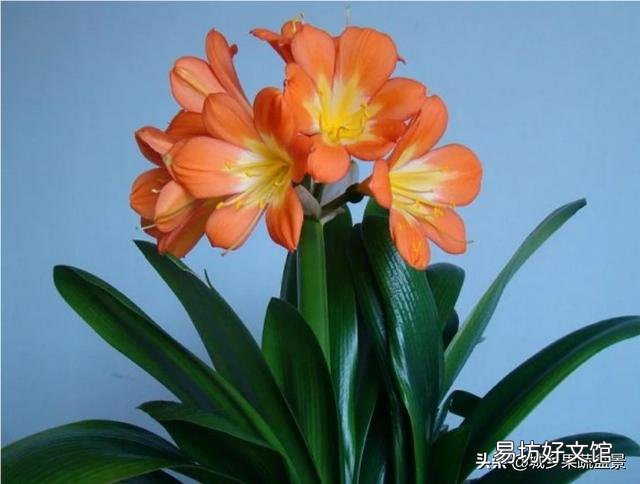 君子兰叶不小心弄裂了怎么办?