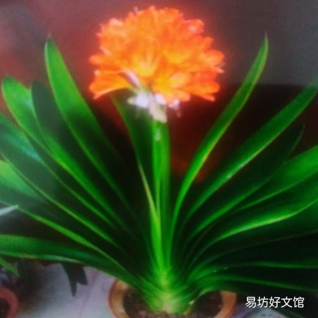 君子兰叶不小心弄裂了怎么办?