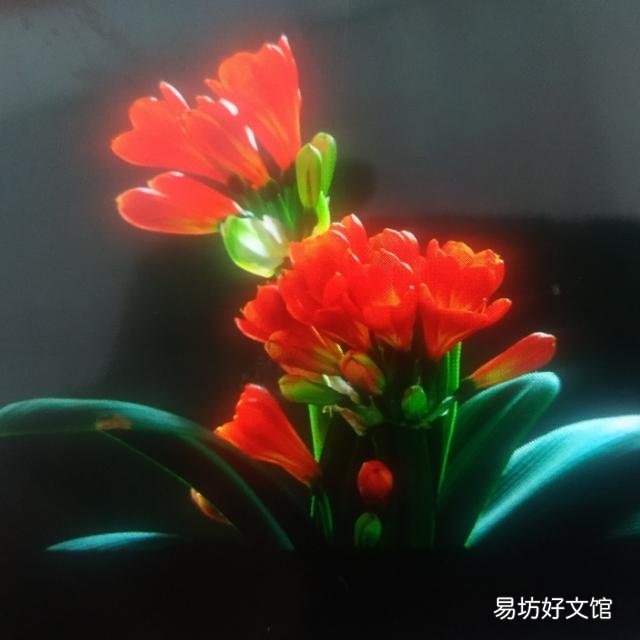 君子兰叶不小心弄裂了怎么办?