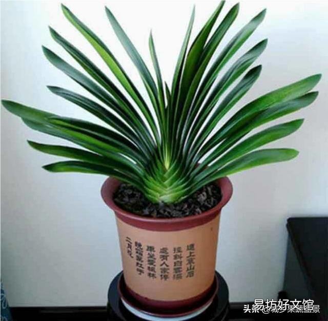 君子兰叶不小心弄裂了怎么办?
