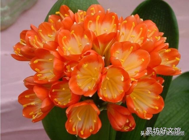 君子兰叶不小心弄裂了怎么办?