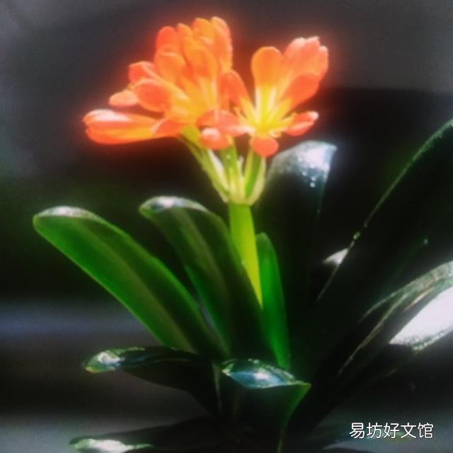君子兰叶不小心弄裂了怎么办?