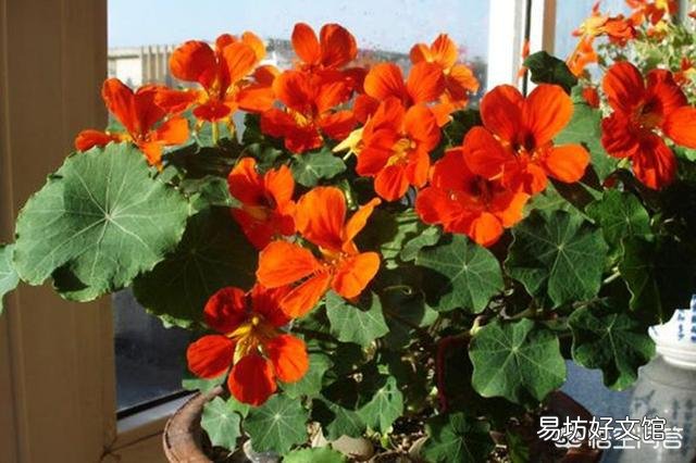 旱金莲花为什么老黄叶呢?