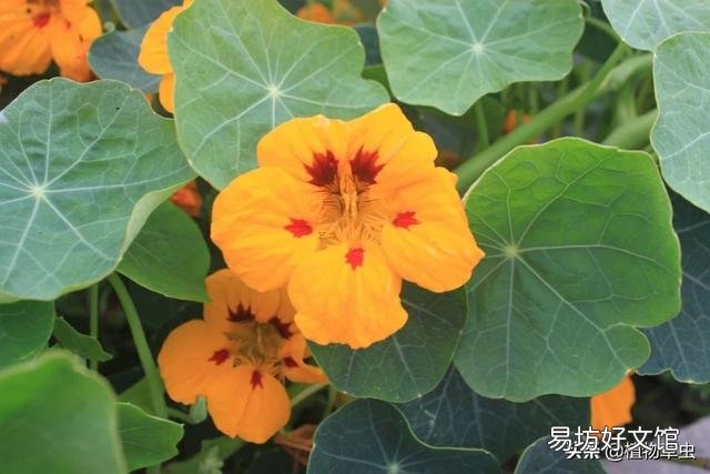 旱金莲花为什么老黄叶呢?