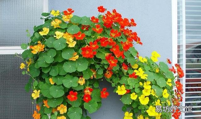 旱金莲花为什么老黄叶呢?