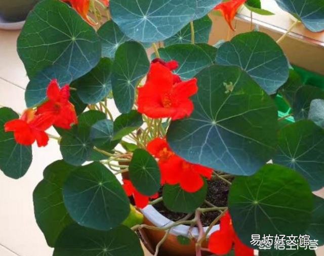 旱金莲花为什么老黄叶呢?