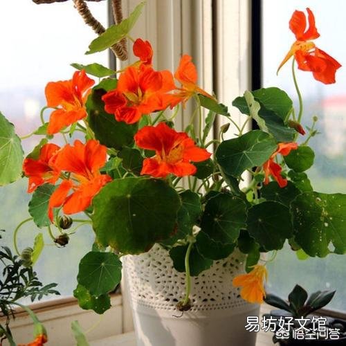 旱金莲花为什么老黄叶呢?