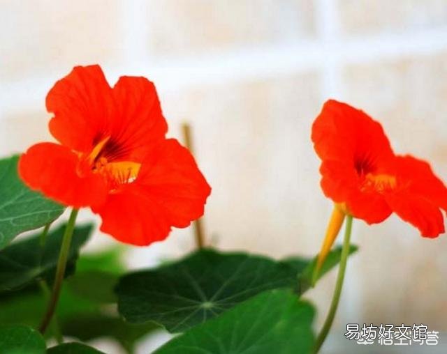 旱金莲花为什么老黄叶呢?