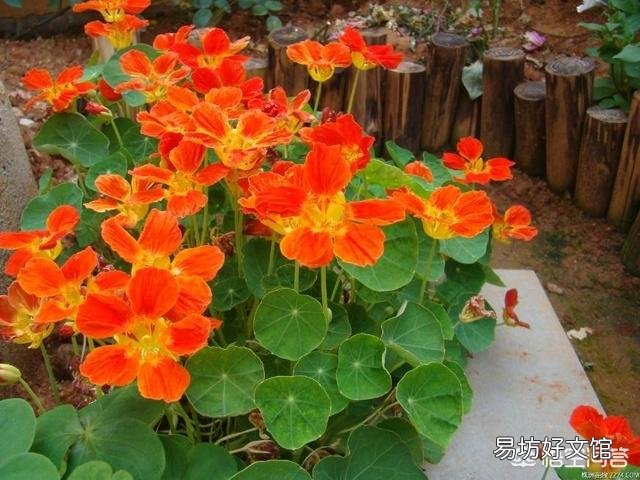 旱金莲花为什么老黄叶呢?