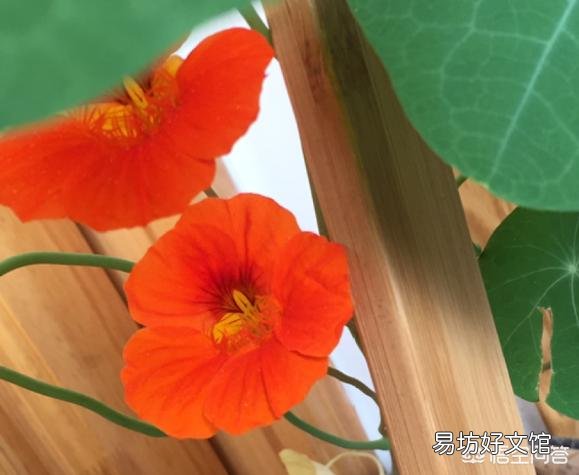 旱金莲花为什么老黄叶呢?