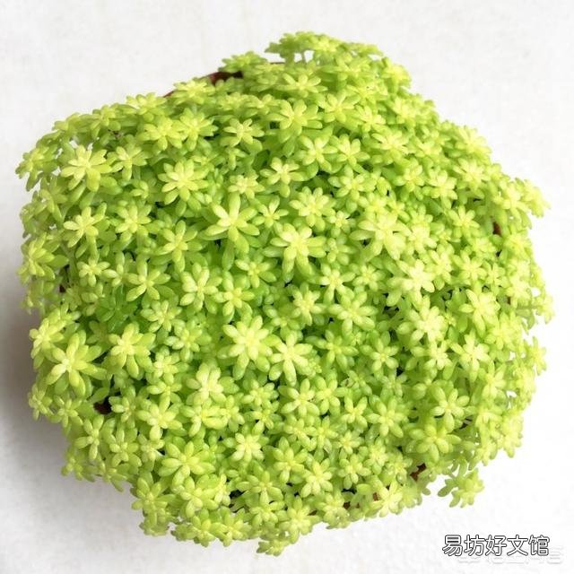 黄金万年草如何才能养到爆盆?