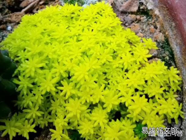 黄金万年草如何才能养到爆盆?