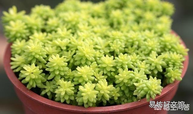 黄金万年草如何才能养到爆盆?