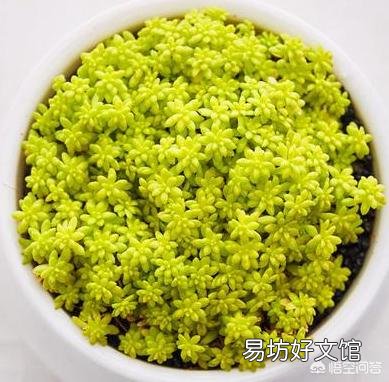 黄金万年草如何才能养到爆盆?