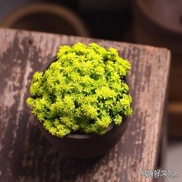 黄金万年草如何才能养到爆盆?