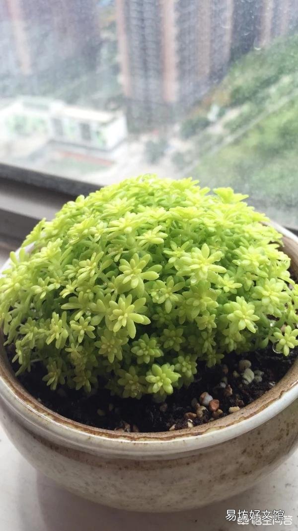 黄金万年草如何才能养到爆盆?