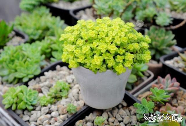 黄金万年草如何才能养到爆盆?