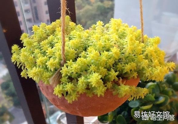 黄金万年草如何才能养到爆盆?