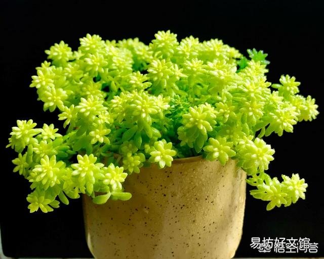 黄金万年草如何才能养到爆盆?