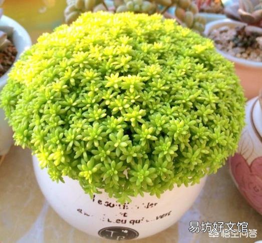 黄金万年草如何才能养到爆盆?